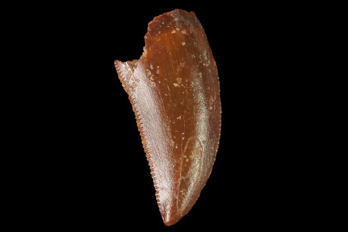 Serrated, Raptor Tooth - Real Dinosaur Tooth #142593